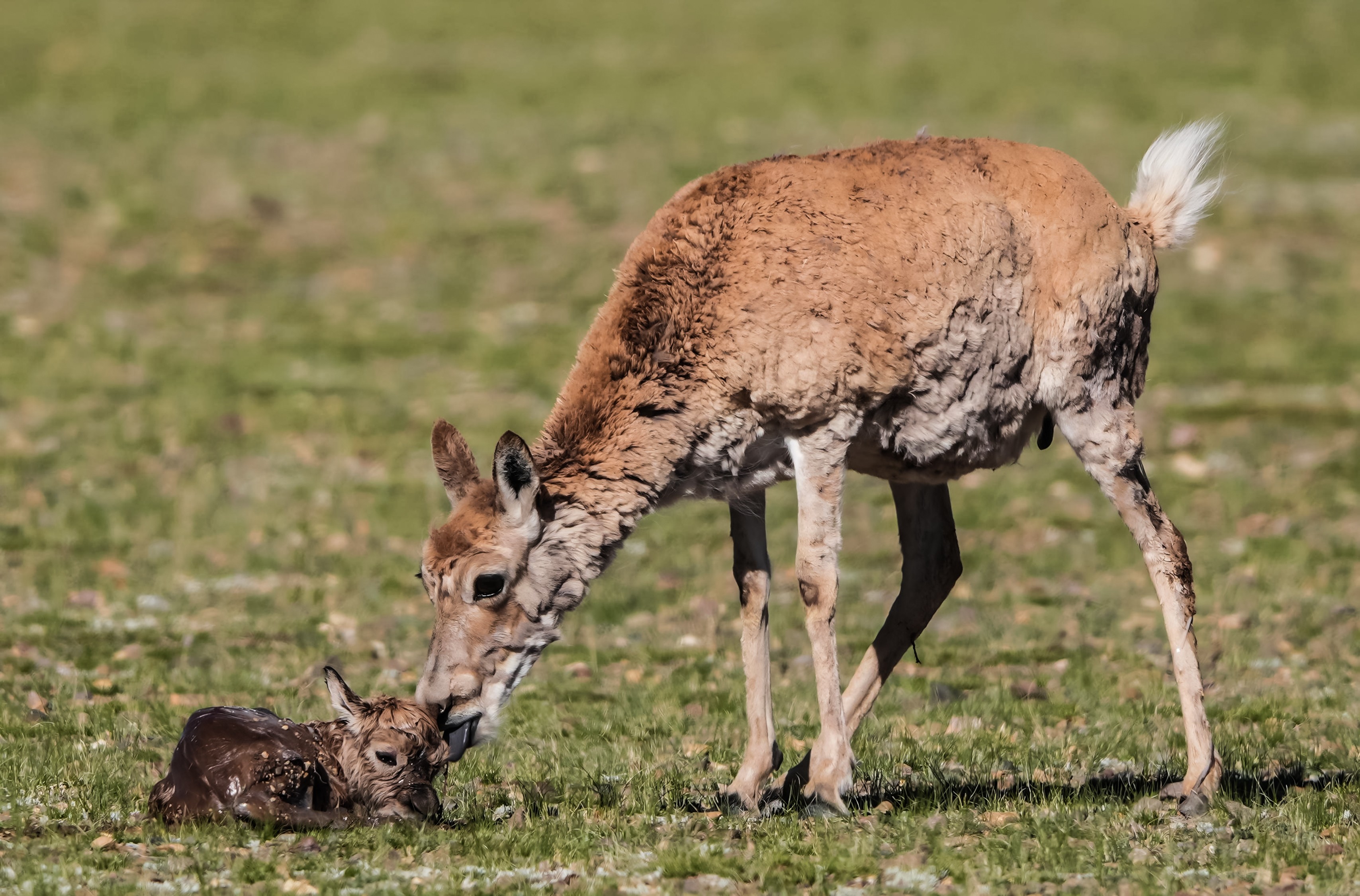 207-1+更顿加措 扎西平措+生命初拥.jpg