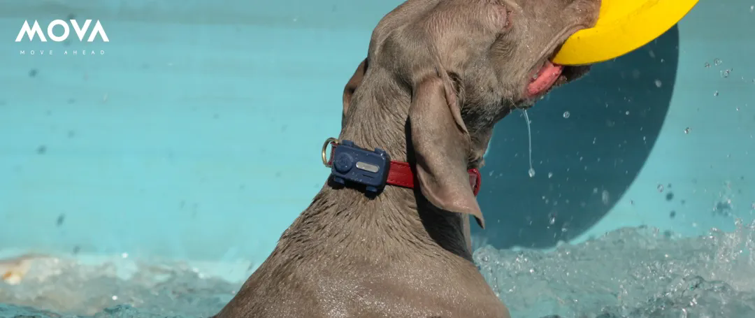 1770622060382294.png 4.webp.png